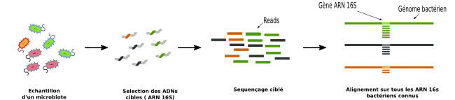 http://dridk.me/images/post20/target_sequencing.png